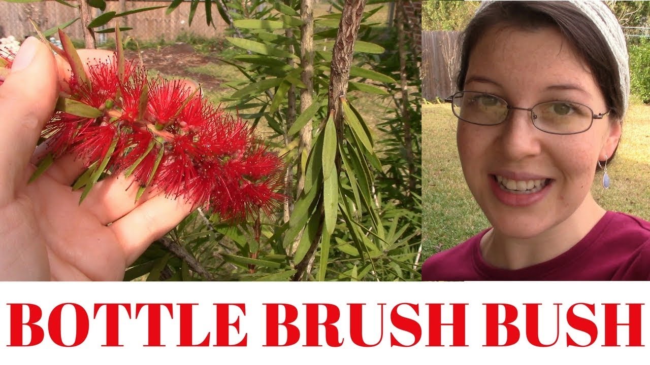 Bottle Brush Bush