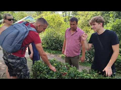 «Солохаульский чай» рассказ о сортах разновидности и вкусовых качествах ...