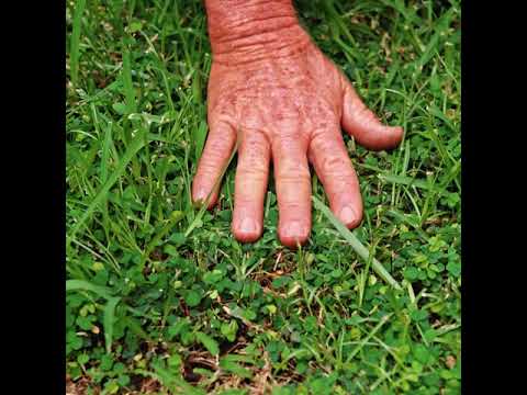 Vidéo: Caring For Dutch Clover - Comment faire pousser des pelouses et des plantes de jardin en bronze Dutch Clover