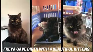 Freya Gave Birth With 4 Beautiful Kittens by Maricar MN Vlog 24 views 1 year ago 2 minutes, 58 seconds