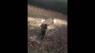 Chevraux À Maison Blanche