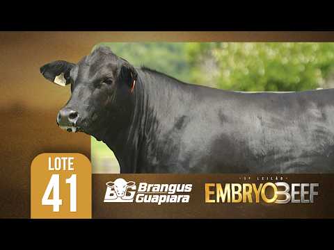 LOTE 41 GUAPIARA BR6981