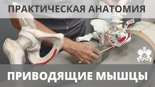 Приводящие мышцы. + Гребенчатая мышца, тонкая. Анатомический разбор, функции, проекции на теле.