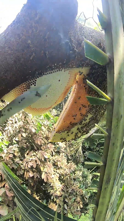 madu yang sudah tersegel #maduhutan #honeybeesting #honeybeedance