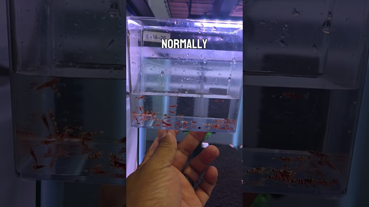 Moving Red Fancy Tiger juvenile shrimps to a growout tank