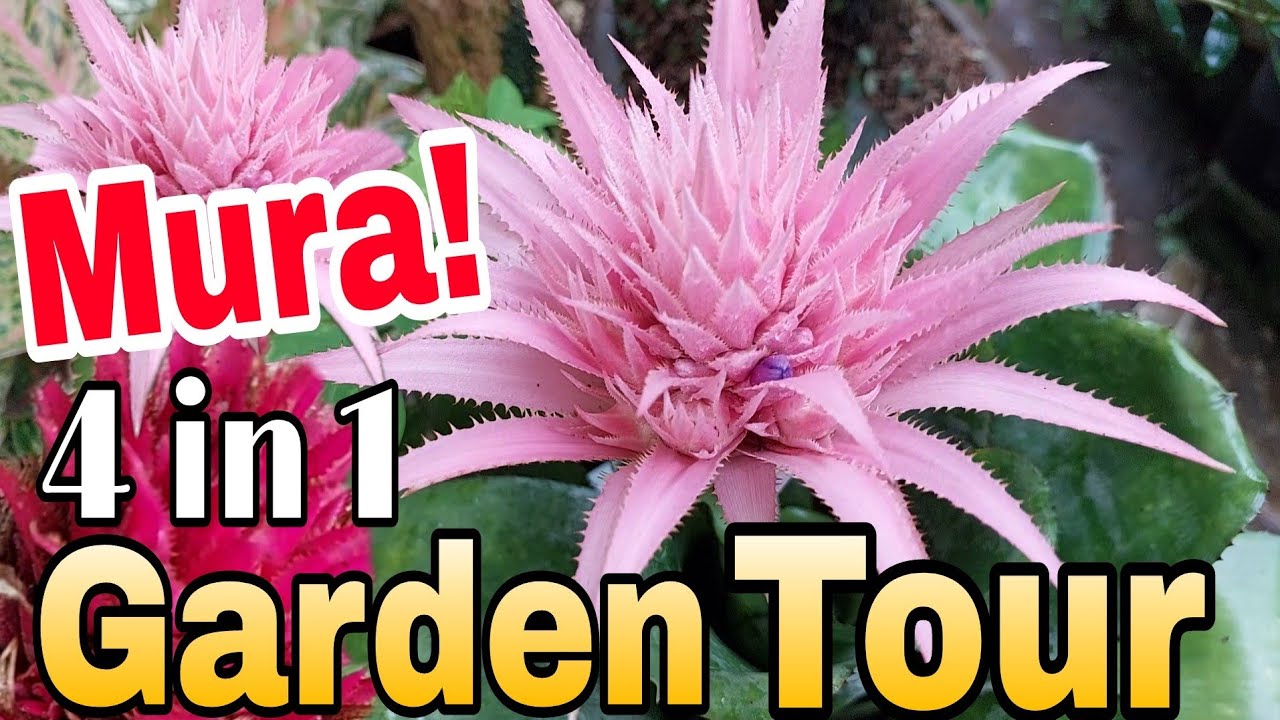 Plants na Like mo Mabibili muna! Tara sa The-Li-Tes-Jom Garden sa Paligawan