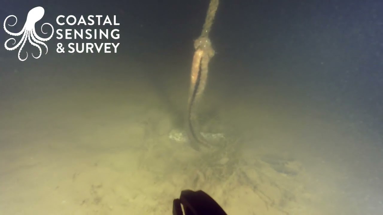 Free floating line ROV imaged in low visibility - YouTube