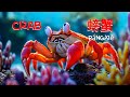 ANIMALS UNDER THE SEA Chinese Version By The Brilliant Kid 
