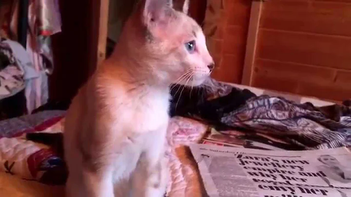 Watch the video about Kitten Siamese red point tabby meow cuteness
