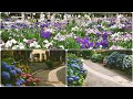Horikiri IRIS Garden / #Ajisai / #Hydrangea / Tokyo IRIS garden / #堀切菖蒲園 / あじさい /Horikirimizube Park