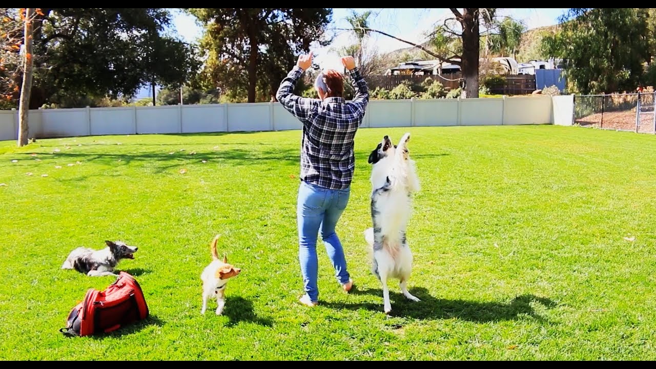 puppy paradise Splash and Tug's double dog routine - Canine Freestyle