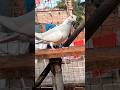 Andhra Lalsira old genaration female #trending #trendingshorts #viral #viralshorts #pigeon