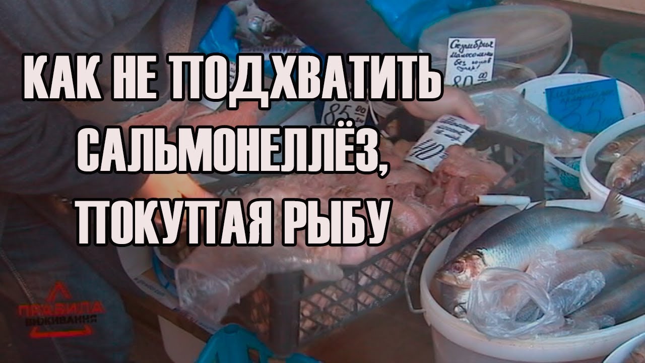 боксерские перчатки Как не подхватить сальмонеллёз, покупая рыбу | Правила выживания | Выпуск 8