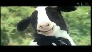 Funny | Crazy Smile Dairy Cows