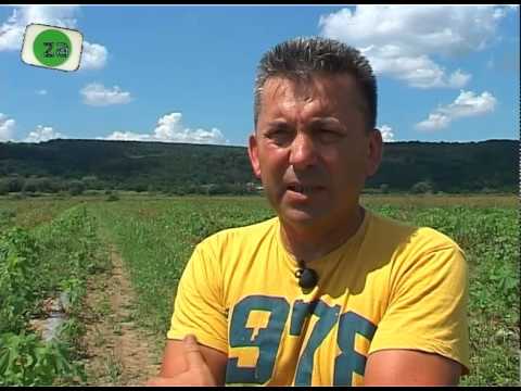 Video: Praznine Lubenice