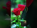 🌼🏵️🌺🌻🌹🪻poove poove poovei#tamilsong #nithya sree#flowerssong #nature #jothika#rose #flowers