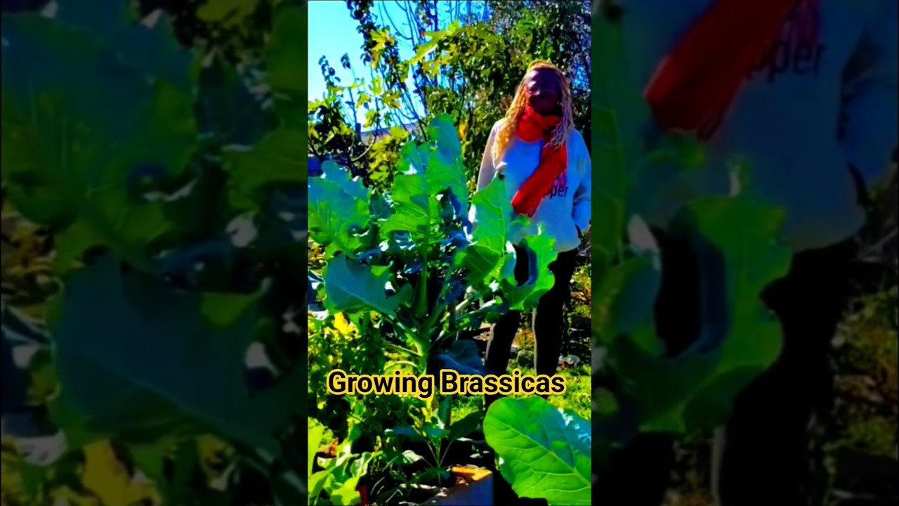 Выращивание капусты 