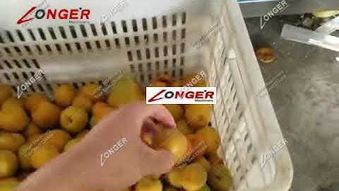 Apricot Pitting Machine|Apricot Seed Remove Machine for Sale