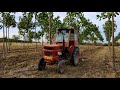 Paulownia in Romania - Am arat cu tractorul U445