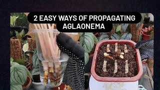 2 Easy Ways of Propagating Aglaonema/tips for beginners/Easy way propagation process #fullguide