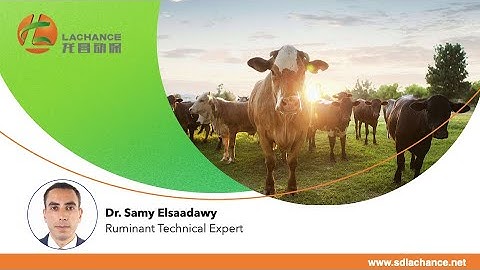 Optimizing Beef Cow Nutrition: The Impact of Bile Acid as a Feed Additive