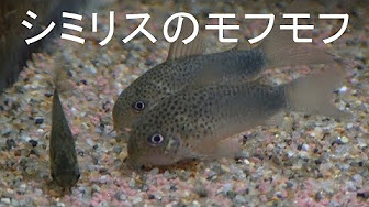 コリドラス シミリスまとめ Youtube コリドラス シミリスまとめ Youtube