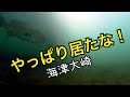【琵琶湖の水中動画】真冬の海津大崎のバスは元気！