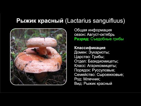 YouTube видео