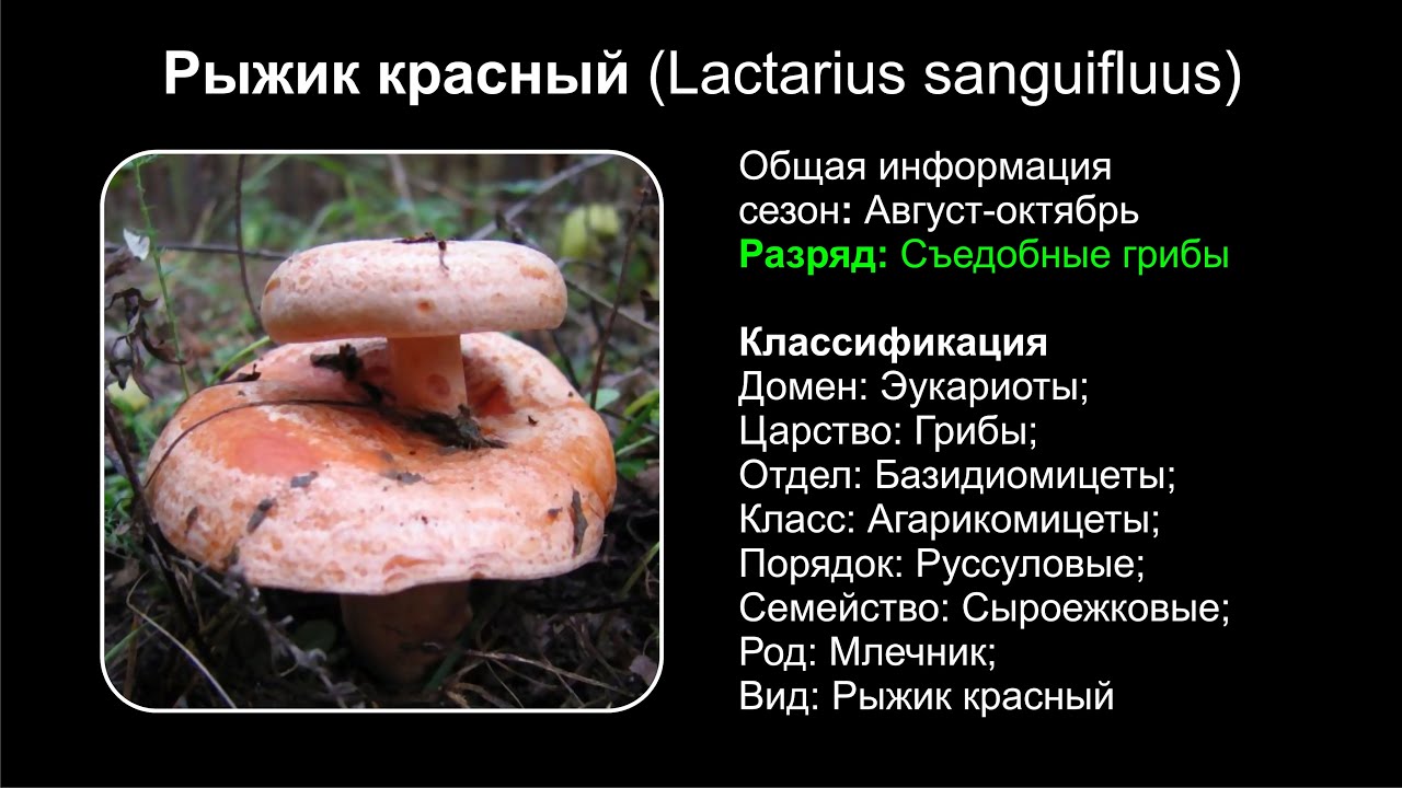 Рыжик красный (Lactarius sanguifluus)
