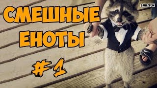 Смешные Еноты ДО СЛЁЗ Приколы С Енотами 2018 Смешные Еноты ДО СЛЁЗ Приколы С Енотами 2018