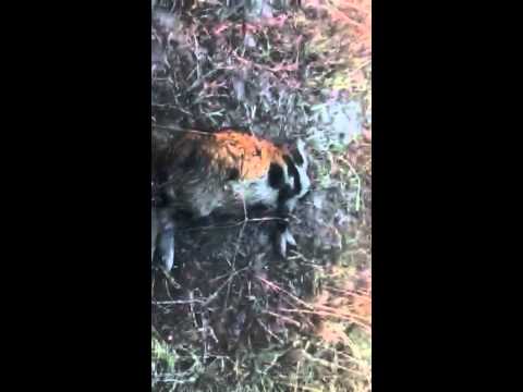 camera iphone 8 plus apk Hunting wild pig let the bodies hit the floor music