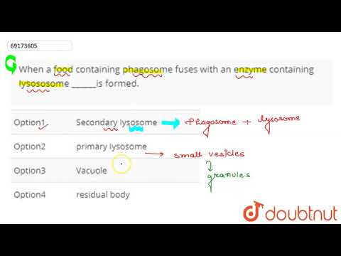 Video: Kad lizosoma saplūst ar fagosomu/barību, tā rezultātā veidojas?