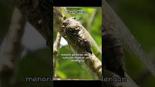 Download Lagu Tongeret hewan yang unik dan mengesankan #hewanlucu #hewanunik #unik #cicada#tongeret MP3 Download Lagu Tongeret hewan yang unik dan mengesankan #hewanlucu #hewanunik #unik #cicada#tongeret MP3