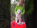 #золотистыйретривер #goldenretriever #домсемья #щенок