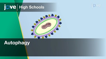 Autophagy | Cell Bio | Video Textbooks - Preview
