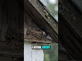 Nature’s Smartest Builders. #shorts#reels #viral #trending#nature#birds #swallows #architecture
