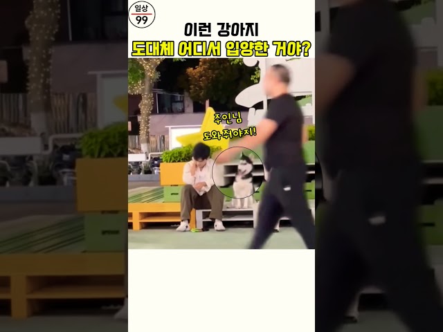 주인 연애 코치 해주는 댕대이 #유머 #기막힌 #재미있는