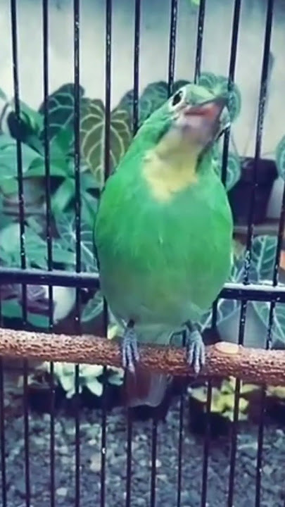 cucak ijo betina