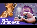 Could Giraffe Poop Hold the Key to a New Antibiotic?