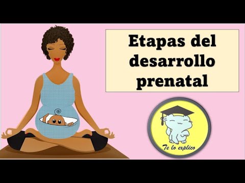 Video: Cómo comprender las etapas de las pruebas prenatales (con imágenes)