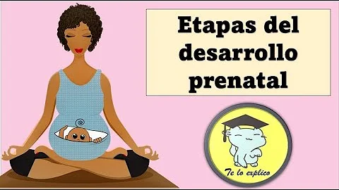 ¿Qué periodo del desarrollo prenatal es más corto?