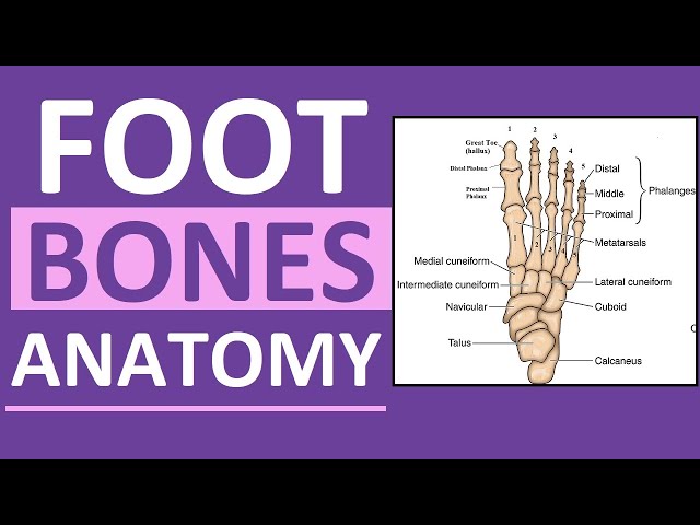 Clear Diagram of the Bones in the Foot: Essential Anatomy 3 sddefault