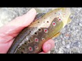 TROUT Lov Potocne Pastrmke Kraljica Brzaka 6 dio