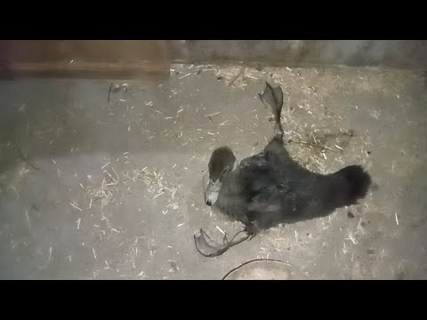 علاج كساح البط