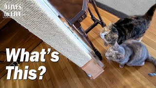 The Best Cat Scratching Post I Could Think of