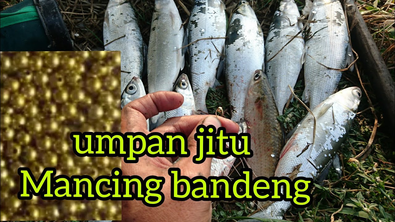#bandeng Umpan macing ikan bandeng liar (cara mancing ikan bandeng