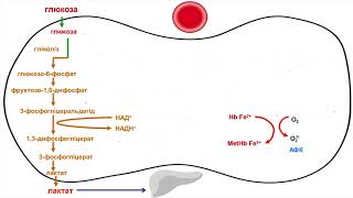 11. Особливості метаболізму вуглеводів в еритроцитах