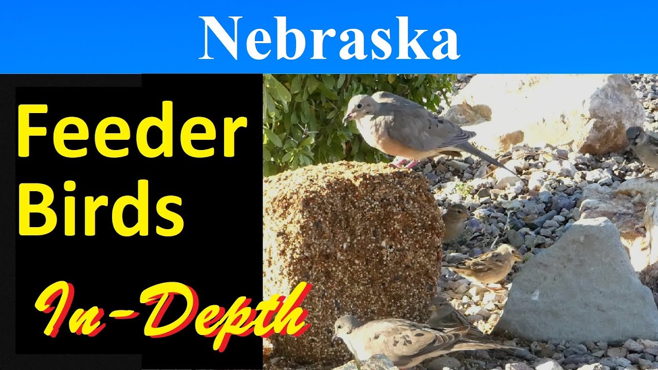 10 Most Common Feeder Birds of Nebraska [InDepth] YouTube