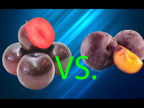 Video: Plumkot, Aprium Ja Sharafuga Ovat Ainutlaatuisia Aprikoosin Ja Luumun Välisiä Hybridilajeja. Kuvaus, Viljely, Valokuva
