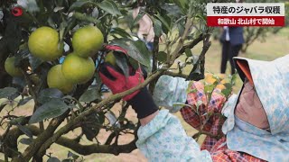 【速報】特産のジャバラ収穫 和歌山、北山村で開始